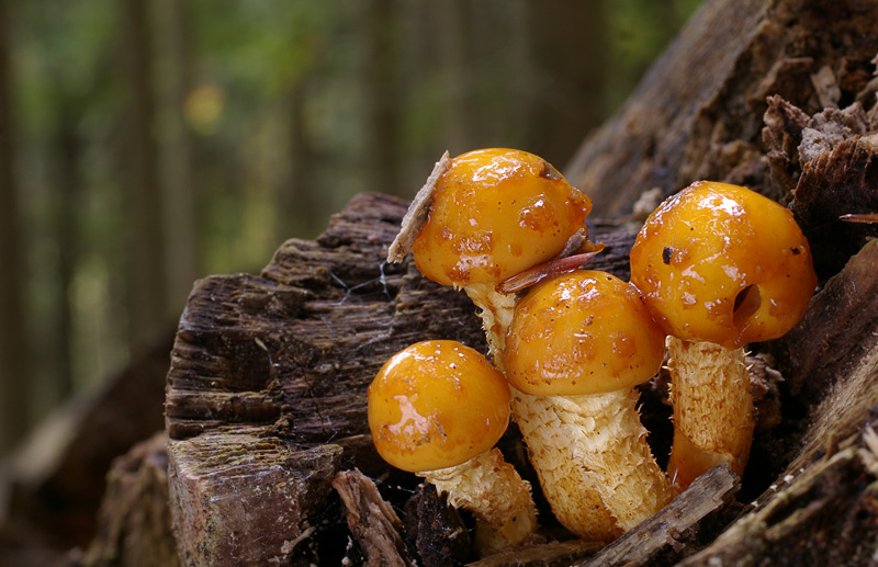 Pholiota adiposa